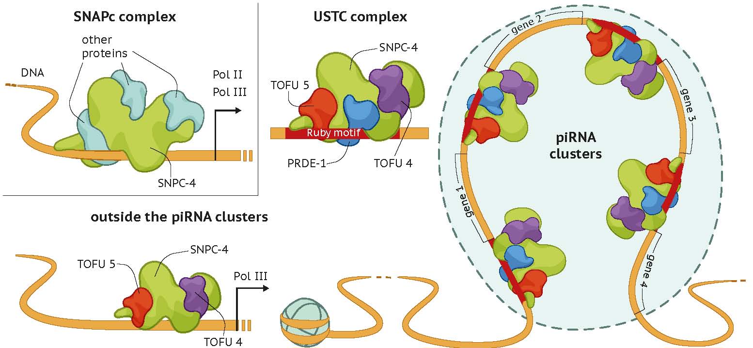 remote.jpg nuclear RNAi (Nrde
