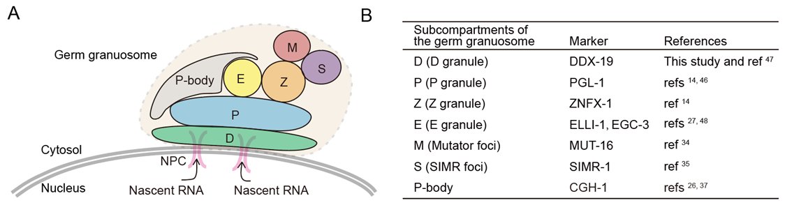 remote.png nucleolus stress b