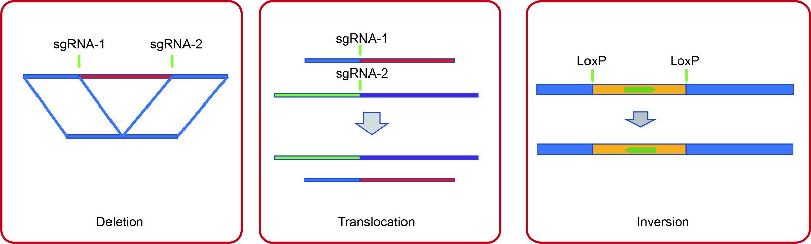 crispr_summary.jpg E-Mail